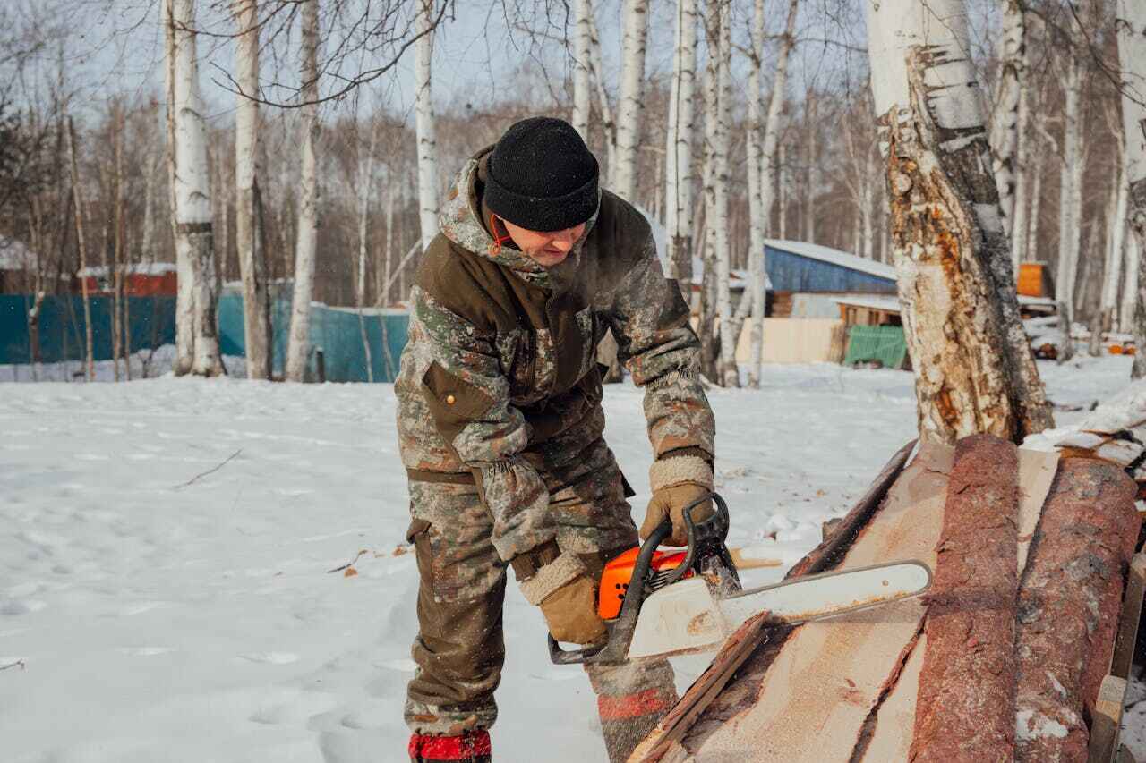 Tree Root Removal in Bernie, MO